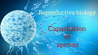 capacitation of sperms  maturation of sperms  reproductivebiology  DikshaStudybookhpu [upl. by Eedak]