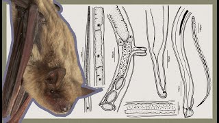 Unveiling Hidden Ecology Parasitic Nematodes of El Salitre Cave’s Bats [upl. by Klina]