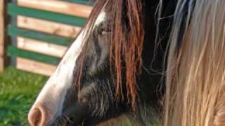 Gypsy Horses at Found Feather Farm [upl. by Elbam]