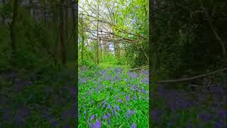 Hyacinths cinematic fpv drone DJI AVATAdrone djiavatafpv fpv fpvdrone [upl. by Shimkus]