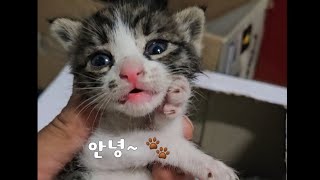 별명점순이와 4일째🐱 [upl. by Teodor221]