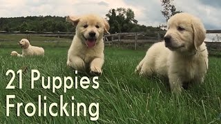 21 Adorable Golden Retrievers Puppies Play in a Field [upl. by Biondo698]