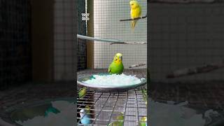 Breeding 🥬🍉 budgies lovebirds birds aviary parakeet birdsetup pets animals shortsfeed [upl. by Bish404]