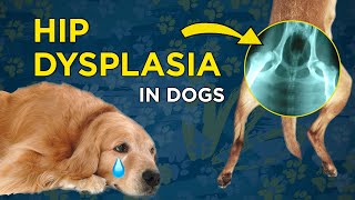 Hip Dysplasia in Dogs  VetVid Dog Care Video [upl. by Shiller]