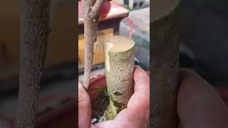 Branch Grafting Technique On Trees shorts branch grafting technique trees viralvideo [upl. by Gonroff]