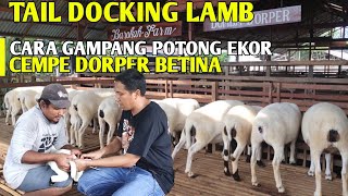 Cara Gampang Potong Ekor Cempe Dorper Betina Tail Docking Lamb  Cara Ternak Ghaper [upl. by Aes]