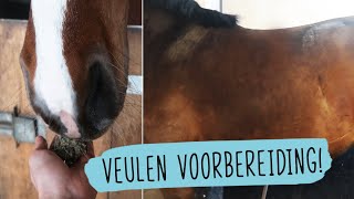 SERIE Veulens afl 1 Voorbereiding op het veulen  47  HorseFitShop [upl. by Aramoy176]