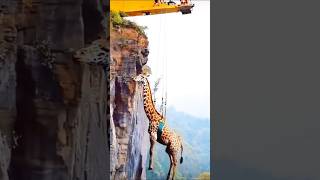 Giraffe on the Edge Dramatic Rescue from the Cliff HumanHelpingAnimals [upl. by Ava]