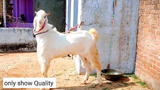 masallah Nayab Chambal 👑 Only show chambal king hansagoat animals funny goatfarm viralvideo [upl. by Eimmat]