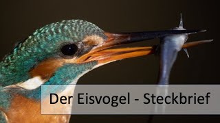 Der Eisvogel  Ein PortraitSteckbrief [upl. by Nodarse428]