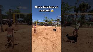 Esse cachorro joga muito 😍🐶 foryou viralvideo futevolei cachorros [upl. by Marjorie]