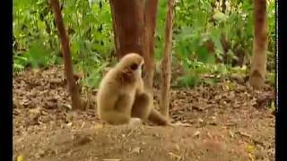 Gibbon plays with Tigers at wwwgibbonsasia [upl. by Ayaladnot600]