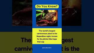 Natures Carnivorous Marvel Exploring the Nepenthes rajah the Worlds Largest Carnivorous Plant [upl. by Thgiled237]