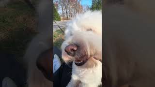 good boy eats leaf [upl. by Skier]