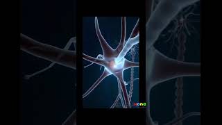 Neurons do not perform mitosis Once they mature neurons enter a phase called G0 Subscribe [upl. by Leland]