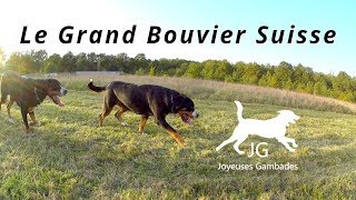 😍 GRAND BOUVIER SUISSE  Je vous partage TOUT  Les Joyeuses Gambades ❤️ [upl. by Eilahs190]