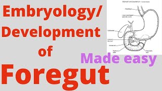 Foregut development Foregut Embryology Correlation with coeliac trunkCoeliac artery and branches [upl. by Eterg765]