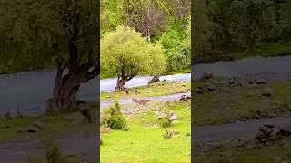 A wild boar couple and their children cross the river wildanimal wildboars Wildboarshort [upl. by Polash]