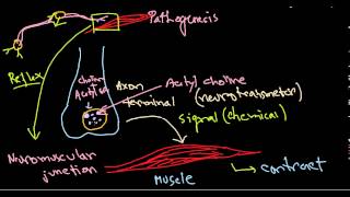 Clostridium botulinum pathogenesis [upl. by George669]