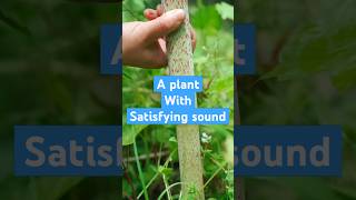 Japanese knotweed a plant come with a satisfying sound plants nature satisfying [upl. by Hen411]