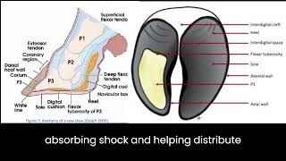 Anatomy of cattle Hoof Parts of hoof [upl. by Areemas]