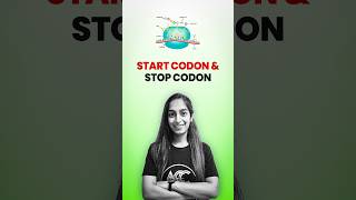 Start Codon amp Stop Codon [upl. by Moffat627]