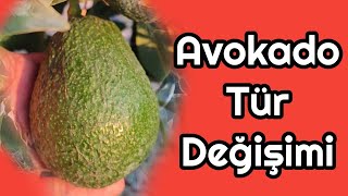 Avokado da Tür Değiştirme [upl. by Eelarat]