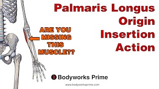 Palmaris Longus Anatomy Origin Insertion amp Action [upl. by Hsirrehc]