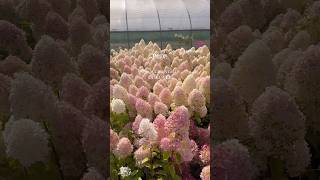 Magical place filled with arborescent hydrangeas shorts kent wedding flowerfarming florist [upl. by Idham]