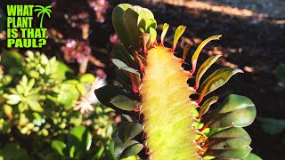 Euphorbia Trigona Royal Red  Commonly planted in Central Africa  evergreen succulent plant [upl. by Ivan693]