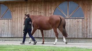 Lot 426  Montauban Video [upl. by Rennerb863]