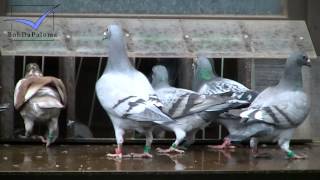 Peter Haas Day with Racing Pigeons Brieftauben Palomas 2013 [upl. by Essilec]