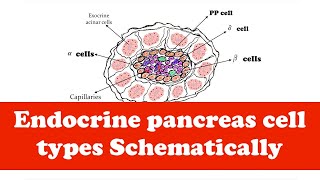 Endocrine Endocrine pancreas cell types [upl. by Caressa]