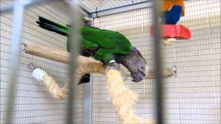 Hawk Headed Parrot Bert and Ernie Introductions [upl. by Isle580]