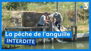 Qui veut la peau des pêcheurs danguille [upl. by Weiler]