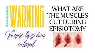 What muscles are cut during episiotomy incision episiotomy vaginaldelivery normaldeliverytips [upl. by Shien]