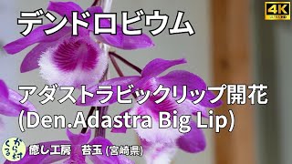 【デンドロビウム】アダストラビックリップの花が咲きましたDenAdastra Big Lip [upl. by Eva678]