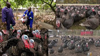 MY TURKEY FARM IS DIFFERENT FROM EVERYONE ELDER DANIEL MENDS LEARN HOW TO START TURKEY FARM [upl. by Yelrac]