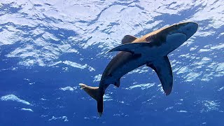 Diving with Oceanic Whitetip Sharks [upl. by Erina368]