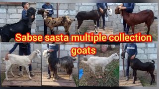 9391599372chance mai 8000 ke bakriya doodh wale goats sale in bandalguda hyd recommended [upl. by September937]