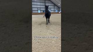 In this one I’m western showmanship horses equestrian [upl. by Onilegna]