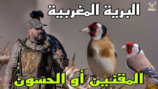 طائر الحسون أو المقنين ملك الطيور [upl. by Thorrlow]