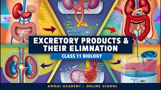 Excretory System Explained Mastering Waste Elimination in Class 11 [upl. by Gurias]