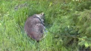 Meine drei Tiere auf dem Campingplatz [upl. by Celinda]