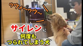 何度もサイレンに反応してしまう犬 [upl. by Amik]