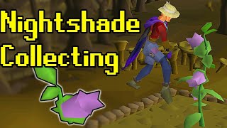 How to collect nightshade for herblore [upl. by Ceciley]