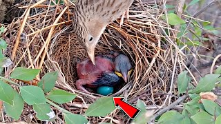 Unfertilized egg in nest of asian common babbler BirdPlusNest [upl. by Orazio393]