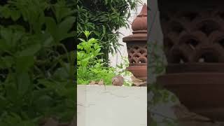 Pet Birds  Save Birds  Sparrow  Munia  Dove  गौरैया [upl. by Yoral878]