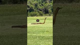 Cape Cobra at Atlantic Beach Golf Estate [upl. by Ixela481]