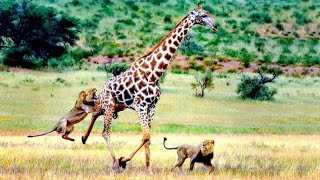 A lion attacks and kills a giraffe [upl. by Inor]